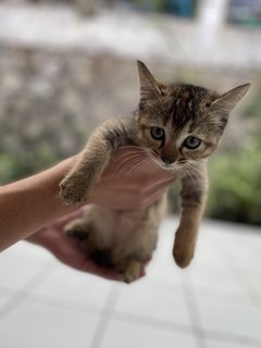 Ginger, Brownie - Domestic Short Hair Cat