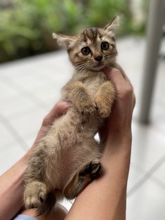 Ginger, Brownie - Domestic Short Hair Cat