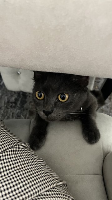 Cookie! - British Shorthair + Domestic Short Hair Cat