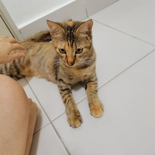 Nana  - Tabby + Domestic Short Hair Cat