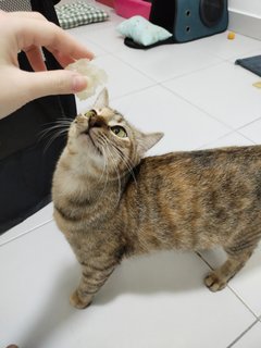 Nana  - Tabby + Domestic Short Hair Cat