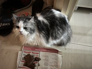 Fluffy - Munchkin + Domestic Long Hair Cat