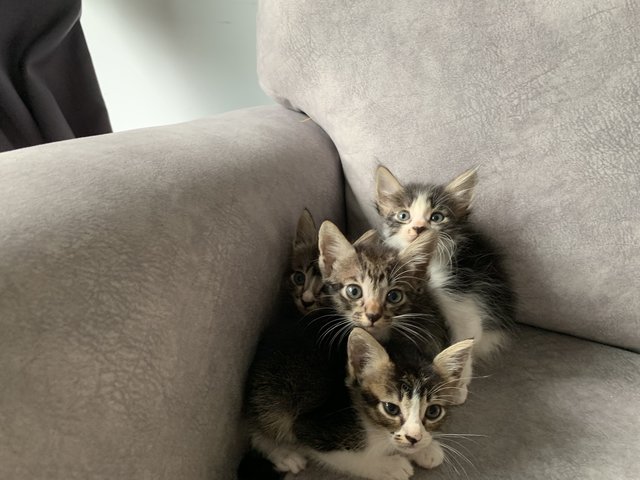 Rescue Kittens - Domestic Medium Hair Cat