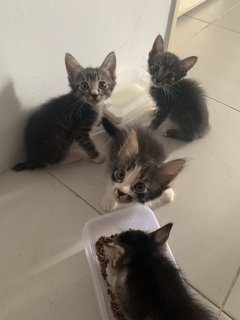 Rescue Kittens - Domestic Medium Hair Cat