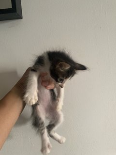 Rescue Kittens - Domestic Medium Hair Cat