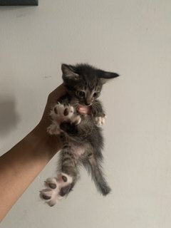 Rescue Kittens - Domestic Medium Hair Cat