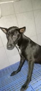 Shine (K) - Mixed Breed Dog