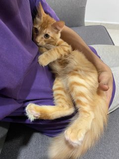 Fluffy  - Maine Coon Cat