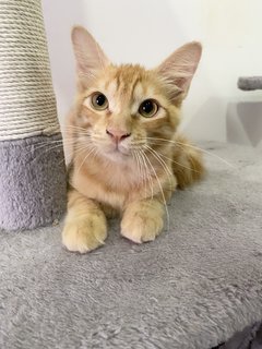 Fluffy  - Maine Coon Cat