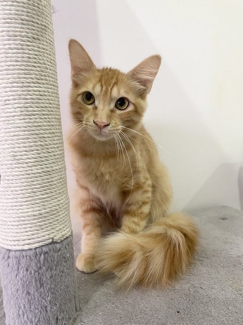 Fluffy  - Maine Coon Cat