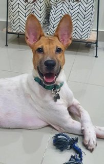 Kenji - Mixed Breed Dog