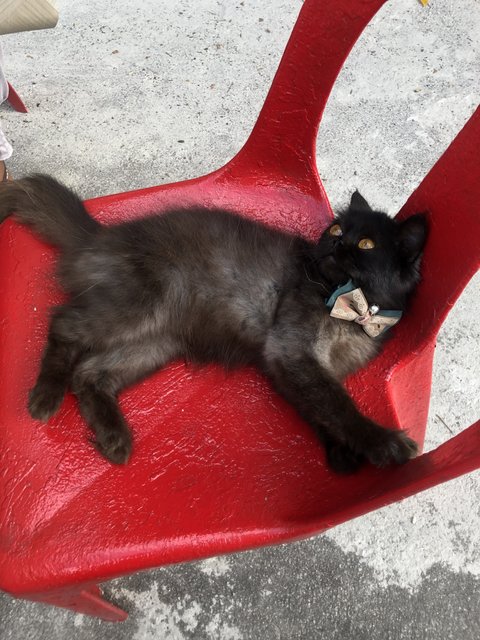 Baby - Domestic Long Hair Cat