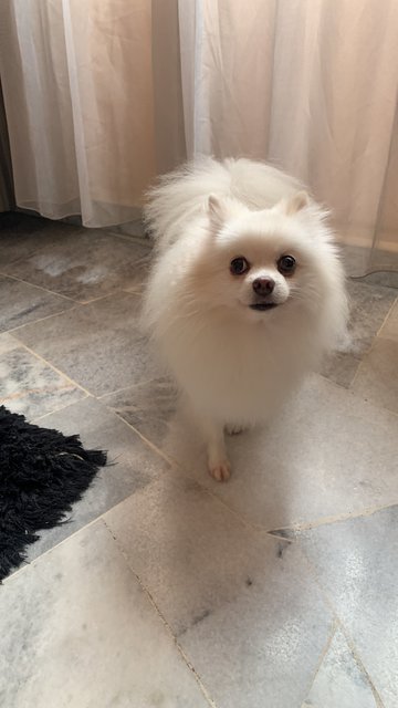 Milky - Pomeranian Dog