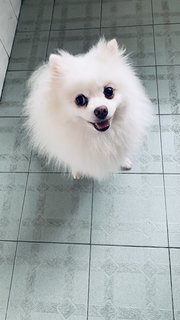 Milky - Pomeranian Dog