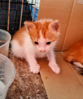 Ginger Bread - Domestic Medium Hair Cat