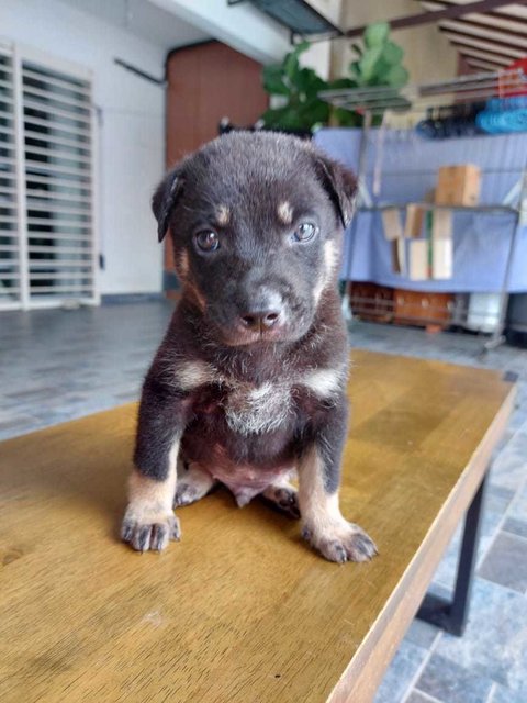 Bogie, Becca, Zyron, &amp; Bingo - Mixed Breed Dog