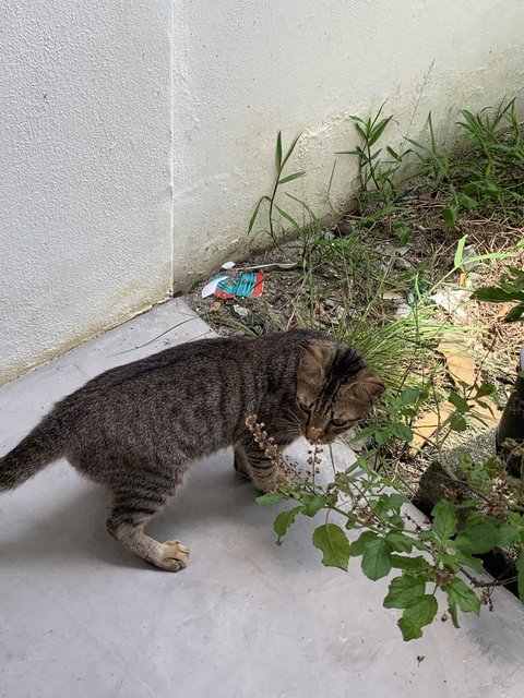 Bumba - Domestic Short Hair Cat