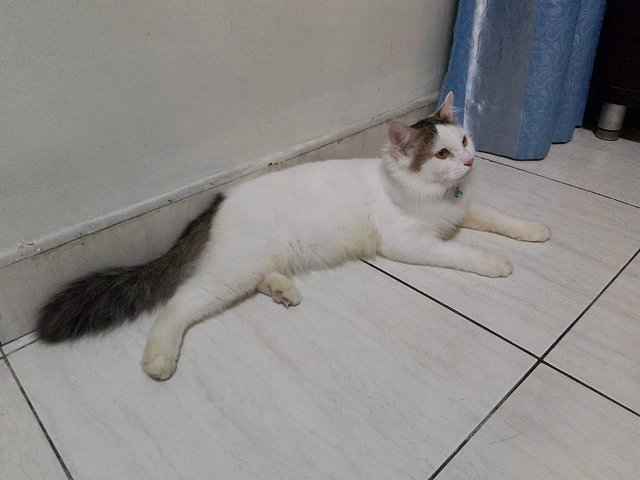 Aspen 🩷 - Domestic Short Hair Cat