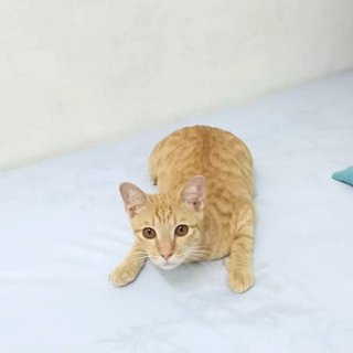 Ginger Stray Cat - Domestic Short Hair Cat