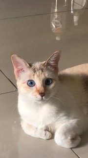 Elsa - Siamese + Domestic Short Hair Cat