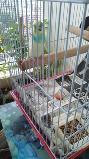 Jet Adoption - Budgie/Budgerigar Bird