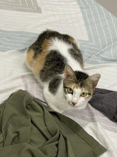 Mel - Domestic Short Hair + Calico Cat