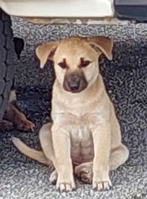 Chubs. Black. Brown - Mixed Breed Dog