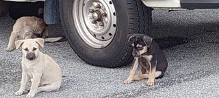 Chubs. Black. Brown - Mixed Breed Dog