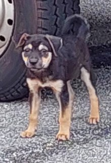 Chubs. Black. Brown - Mixed Breed Dog