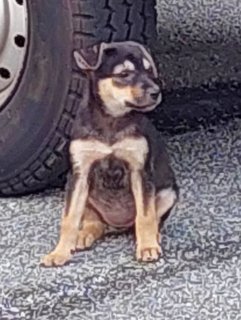 Chubs. Black. Brown - Mixed Breed Dog