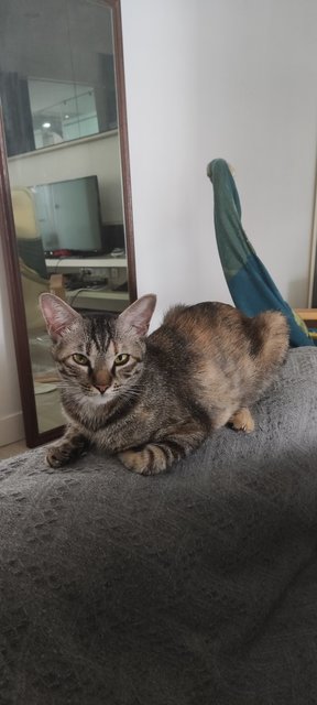 Besha - Domestic Short Hair Cat