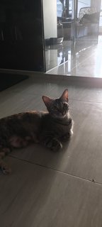 Besha - Domestic Short Hair Cat