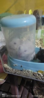 Snowball - Short Dwarf Hamster Hamster