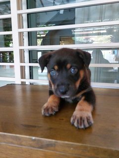 Shade - Mixed Breed Dog