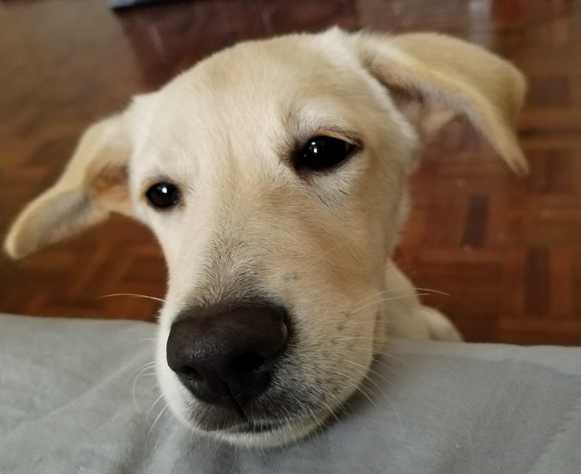 Jamie - Labrador Retriever Dog