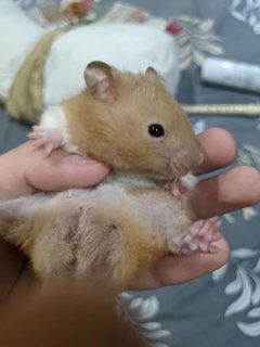 Syrian Chinese Hamsters For Adoption - Syrian / Golden Hamster Hamster