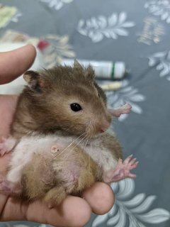 Syrian Chinese Hamsters For Adoption - Syrian / Golden Hamster Hamster