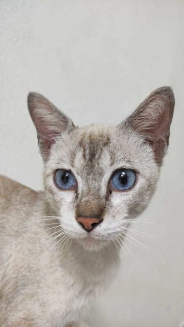 Blue - Domestic Short Hair Cat