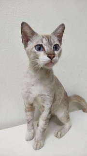 Blue - Domestic Short Hair Cat