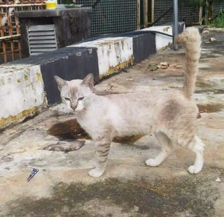 Blue - Domestic Short Hair Cat