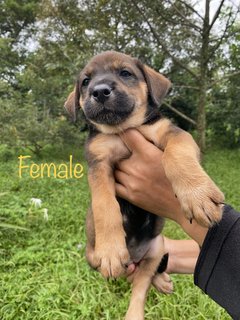 3 Cute Chubbies - Mixed Breed Dog