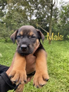 3 Cute Chubbies - Mixed Breed Dog