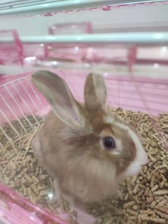 Kimi - Angora Rabbit Rabbit