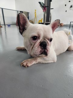 Ah Bai - French Bulldog Dog