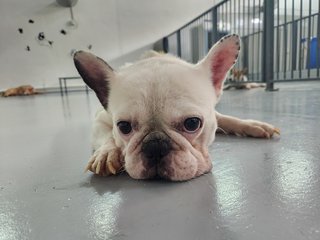 Ah Bai - French Bulldog Dog