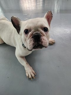 Ah Bai - French Bulldog Dog