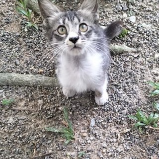 Rakun (Racoon) - Domestic Medium Hair + Domestic Short Hair Cat