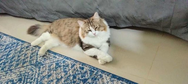 Lentok - Persian + Domestic Long Hair Cat