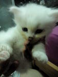 Mixed Breed Persian Kittens Rm450 - Persian + Tabby Cat