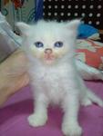 Mixed Breed Persian Kittens Rm450 - Persian + Tabby Cat